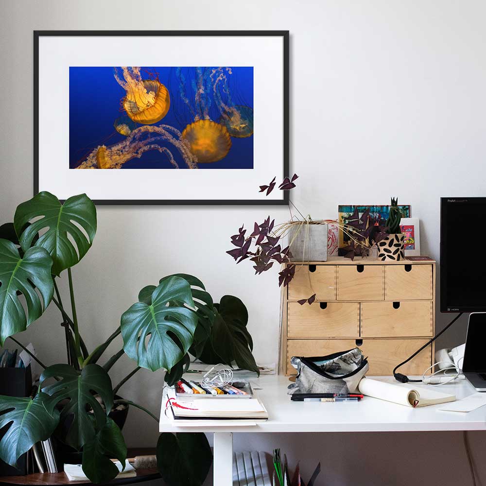Gelbe Qualle - Poster im Rahmen mit Passepartout schwarz / 61×91 cm artlia
