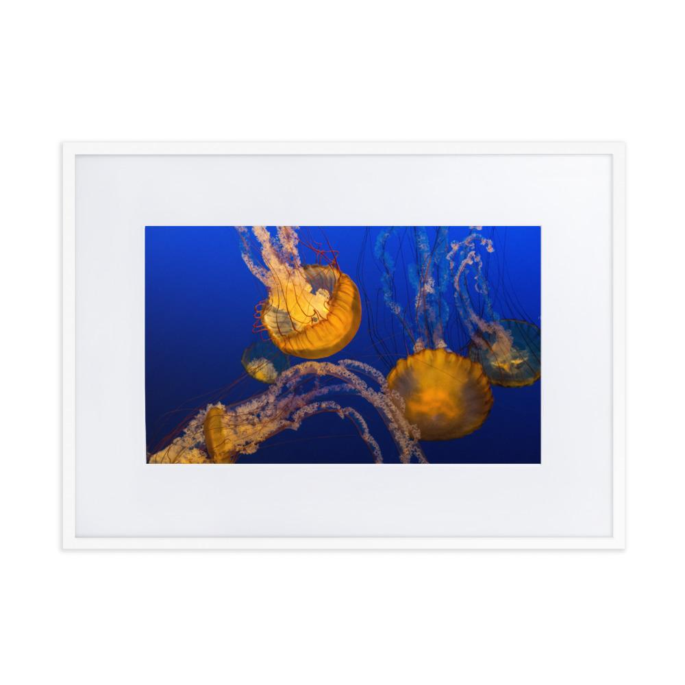 Gelbe Qualle - Poster im Rahmen mit Passepartout weiß / 50×70 cm artlia