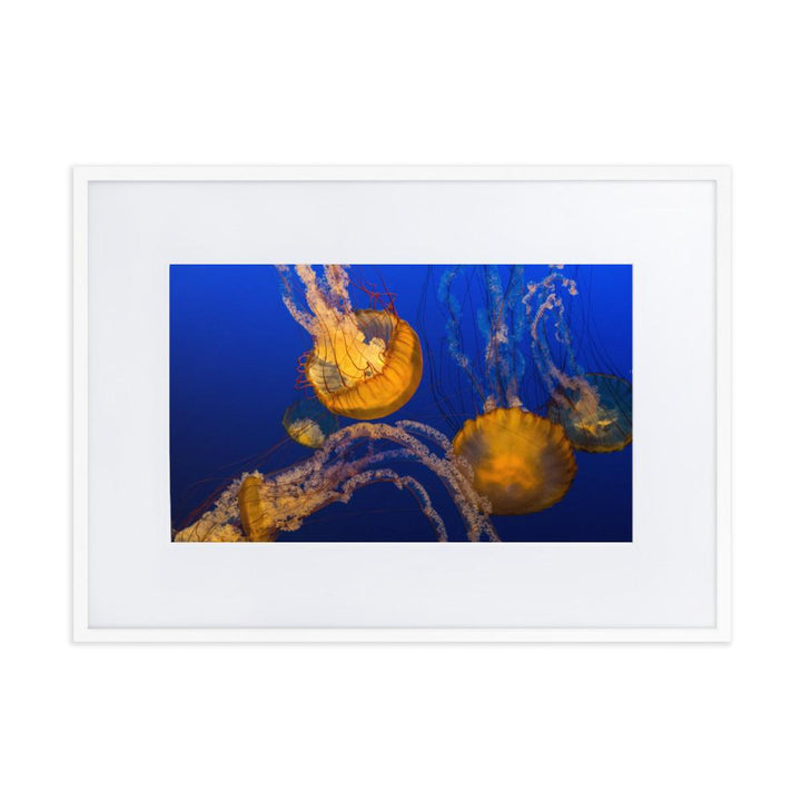 Gelbe Qualle - Poster im Rahmen mit Passepartout weiß / 50×70 cm artlia
