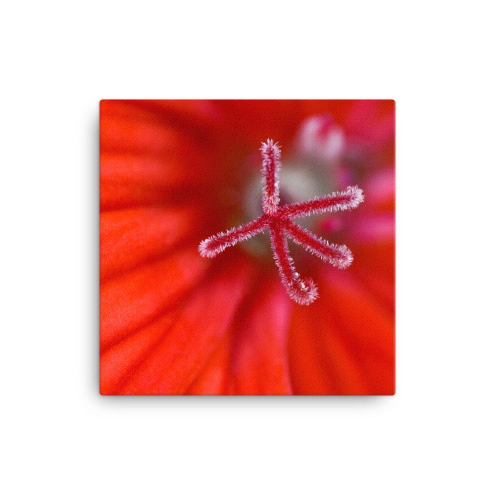 Geranie - Leinwand 30x30 cm artlia