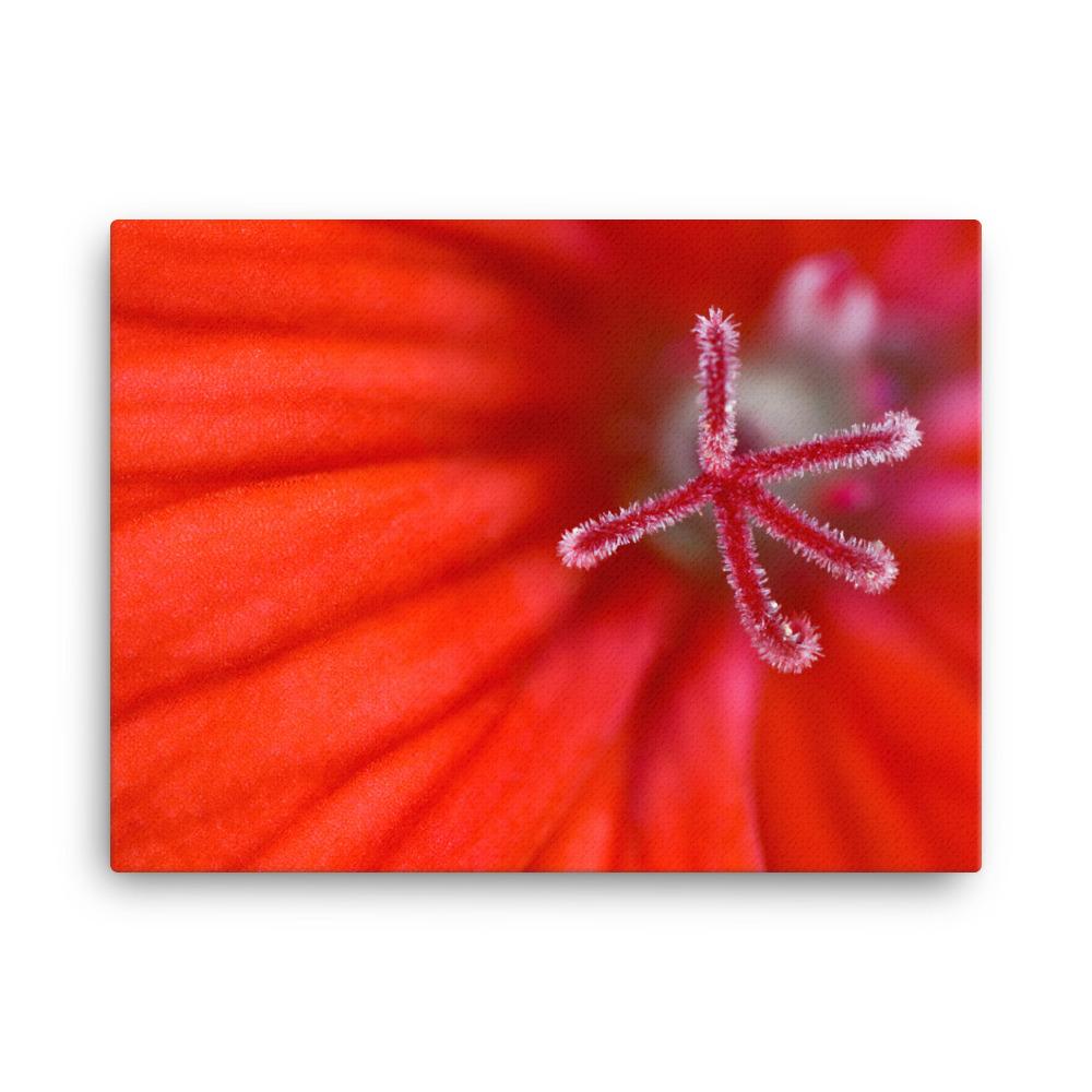 Geranie - Leinwand 30x41 cm artlia