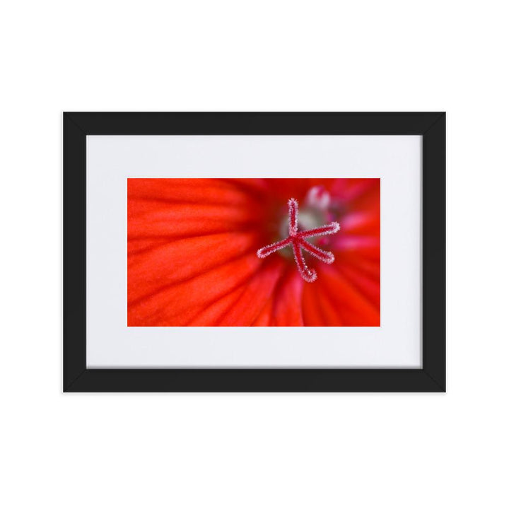 Geranie - Poster im Rahmen mit Passepartout schwarz / 21×30 cm artlia
