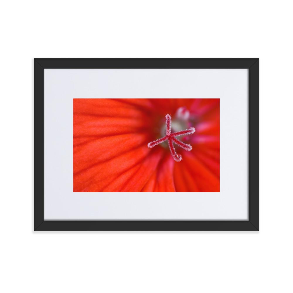Geranie - Poster im Rahmen mit Passepartout schwarz / 30×40 cm artlia