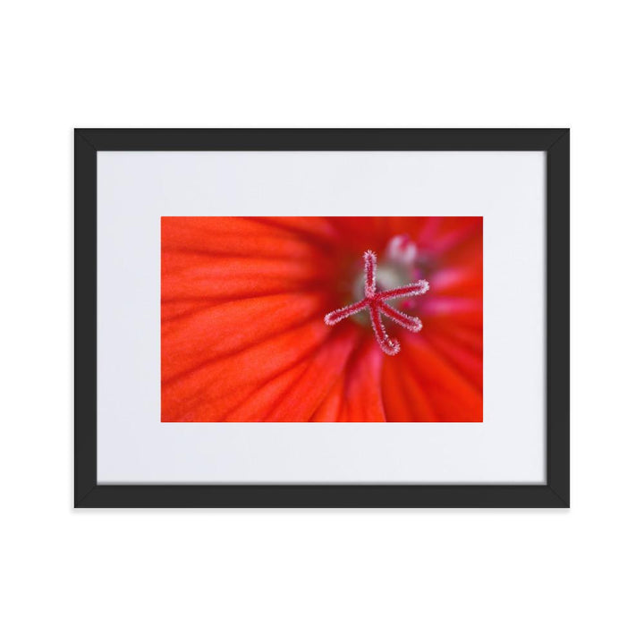 Geranie - Poster im Rahmen mit Passepartout schwarz / 30×40 cm artlia