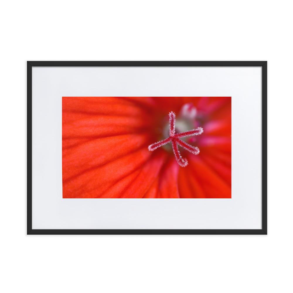 Geranie - Poster im Rahmen mit Passepartout schwarz / 50×70 cm artlia