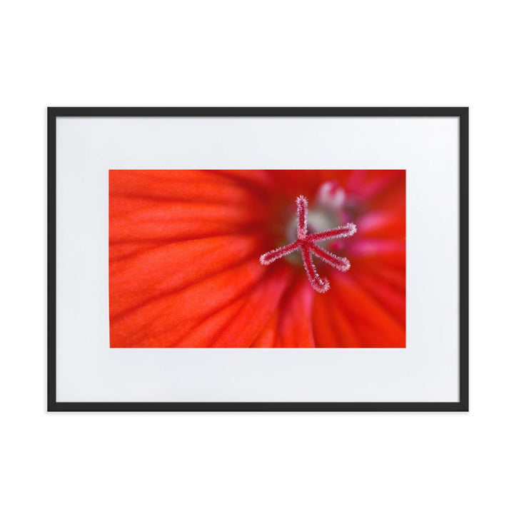 Geranie - Poster im Rahmen mit Passepartout schwarz / 50×70 cm artlia