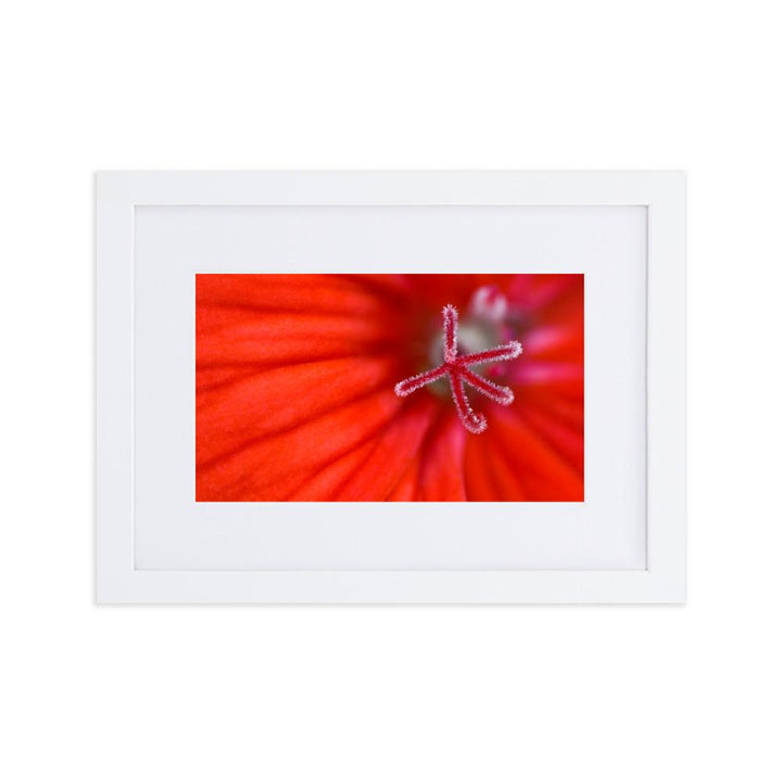 Geranie - Poster im Rahmen mit Passepartout weiß / 21×30 cm artlia