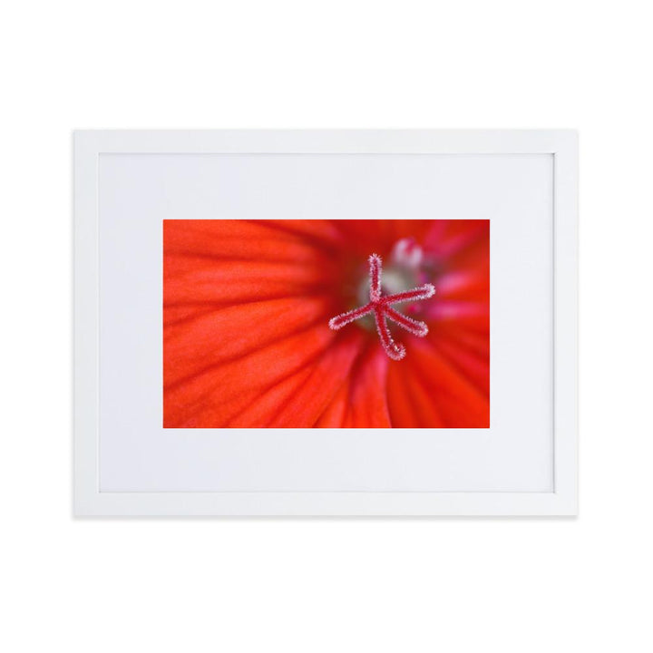 Geranie - Poster im Rahmen mit Passepartout weiß / 30×40 cm artlia