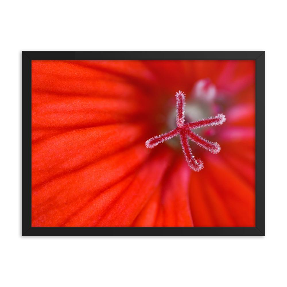 Geranie - Poster im Rahmen schwarz / 46x61 cm artlia