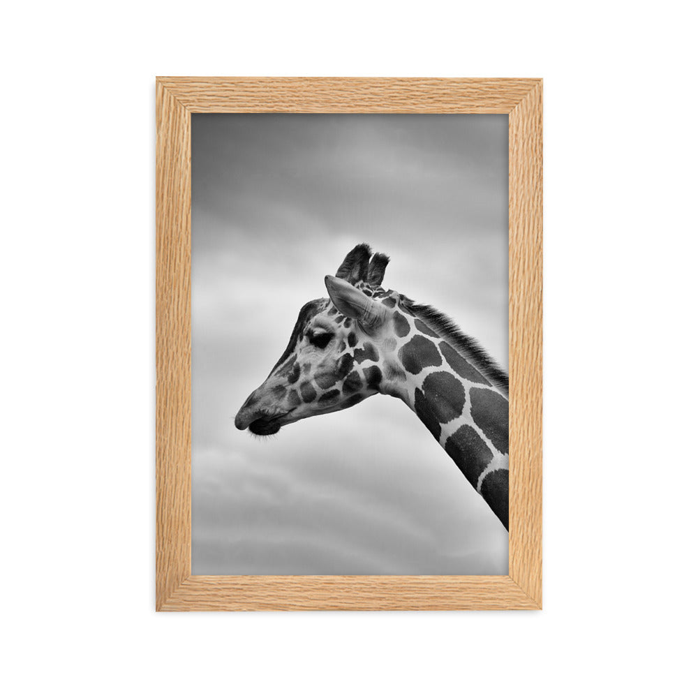 Giraffe - Poster im Rahmen Oak / 21×30 cm artlia