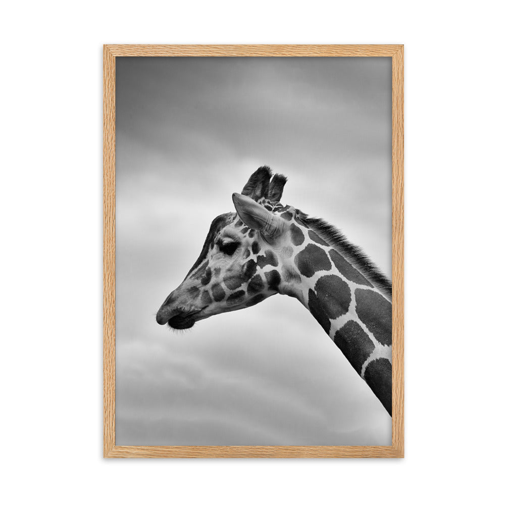 Giraffe - Poster im Rahmen Oak / 50×70 cm artlia