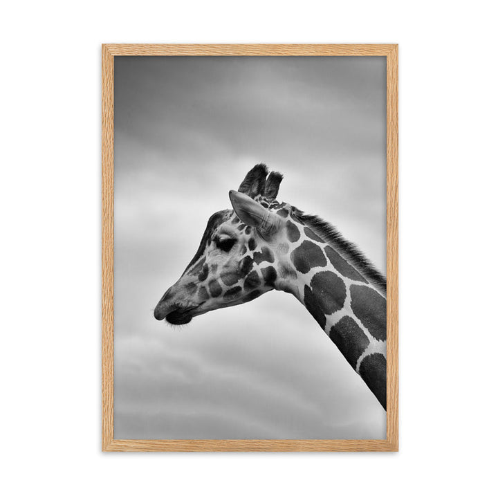 Giraffe - Poster im Rahmen Oak / 50×70 cm artlia