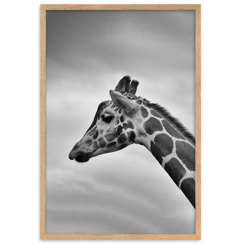 Giraffe - Poster im Rahmen Oak / 61×91 cm artlia