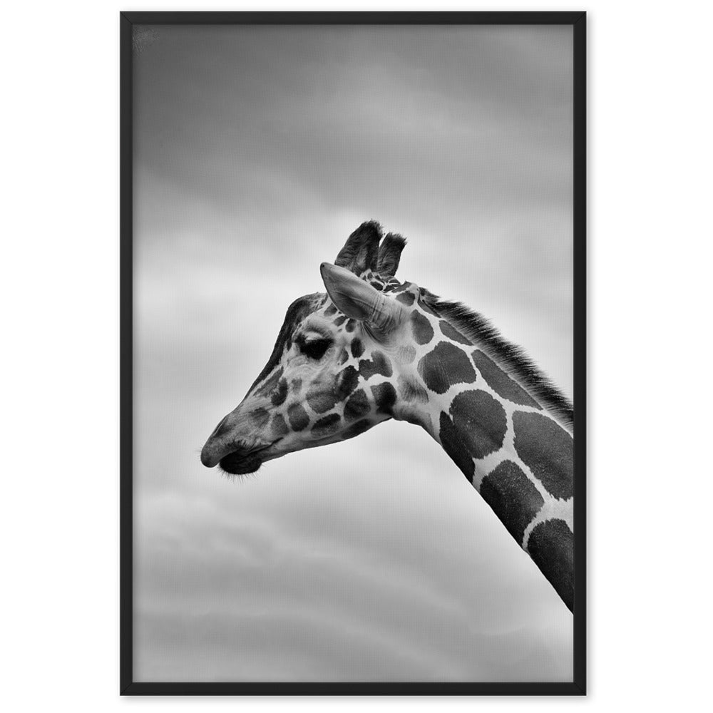 Giraffe - Poster im Rahmen Schwarz / 61×91 cm artlia