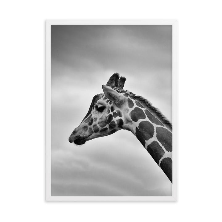 Giraffe - Poster im Rahmen Weiß / 50×70 cm artlia