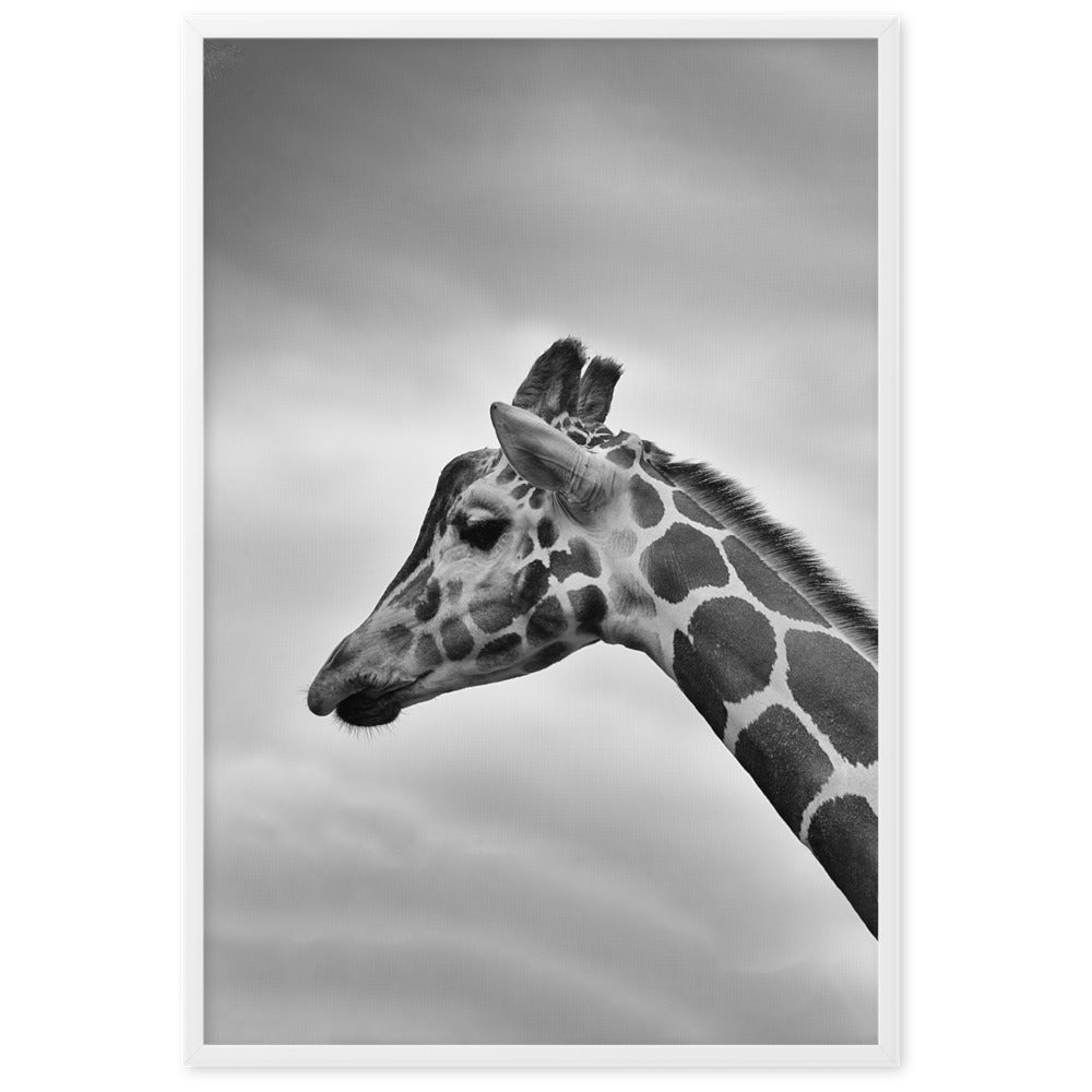 Giraffe - Poster im Rahmen Weiß / 61×91 cm artlia