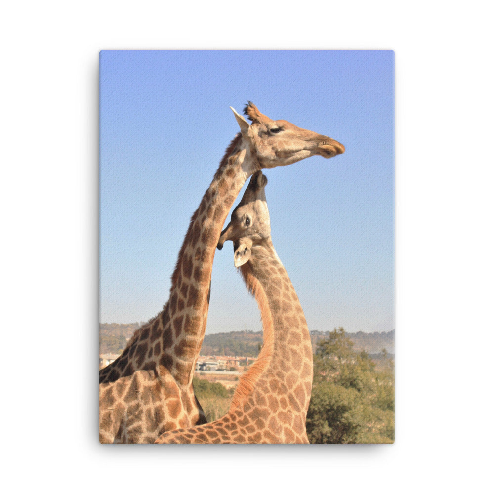 Giraffen - Leinwand 46x61 cm artlia