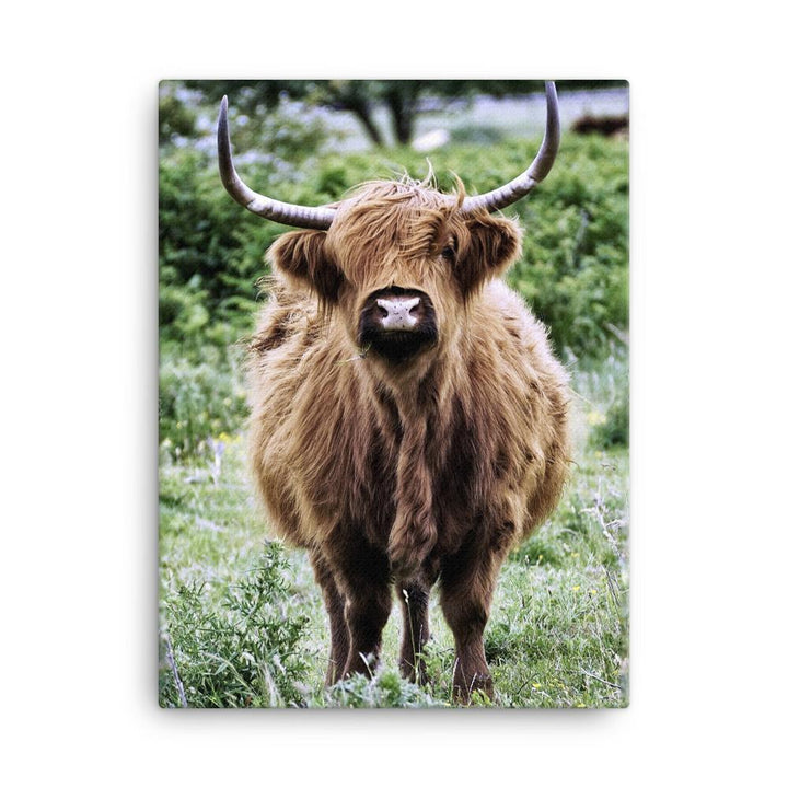 Highland cattle - Leinwand 30x41 cm artlia