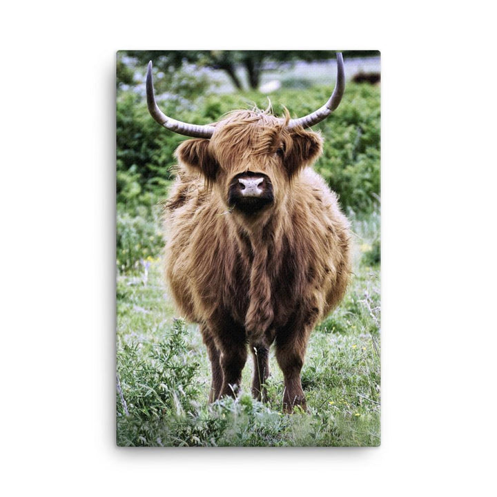 Highland cattle - Leinwand 61x91 cm artlia