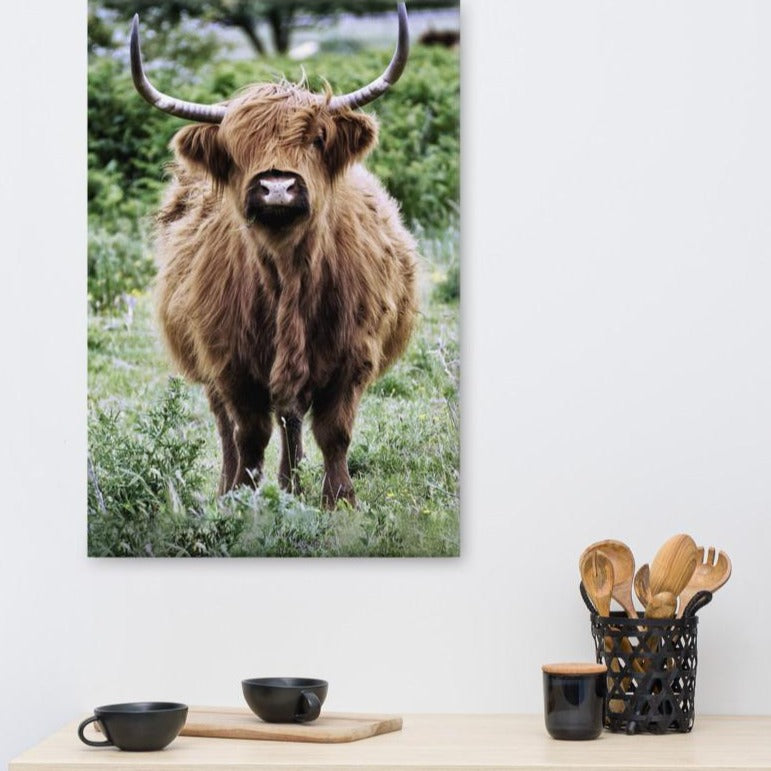 Highland cattle - Leinwand artlia
