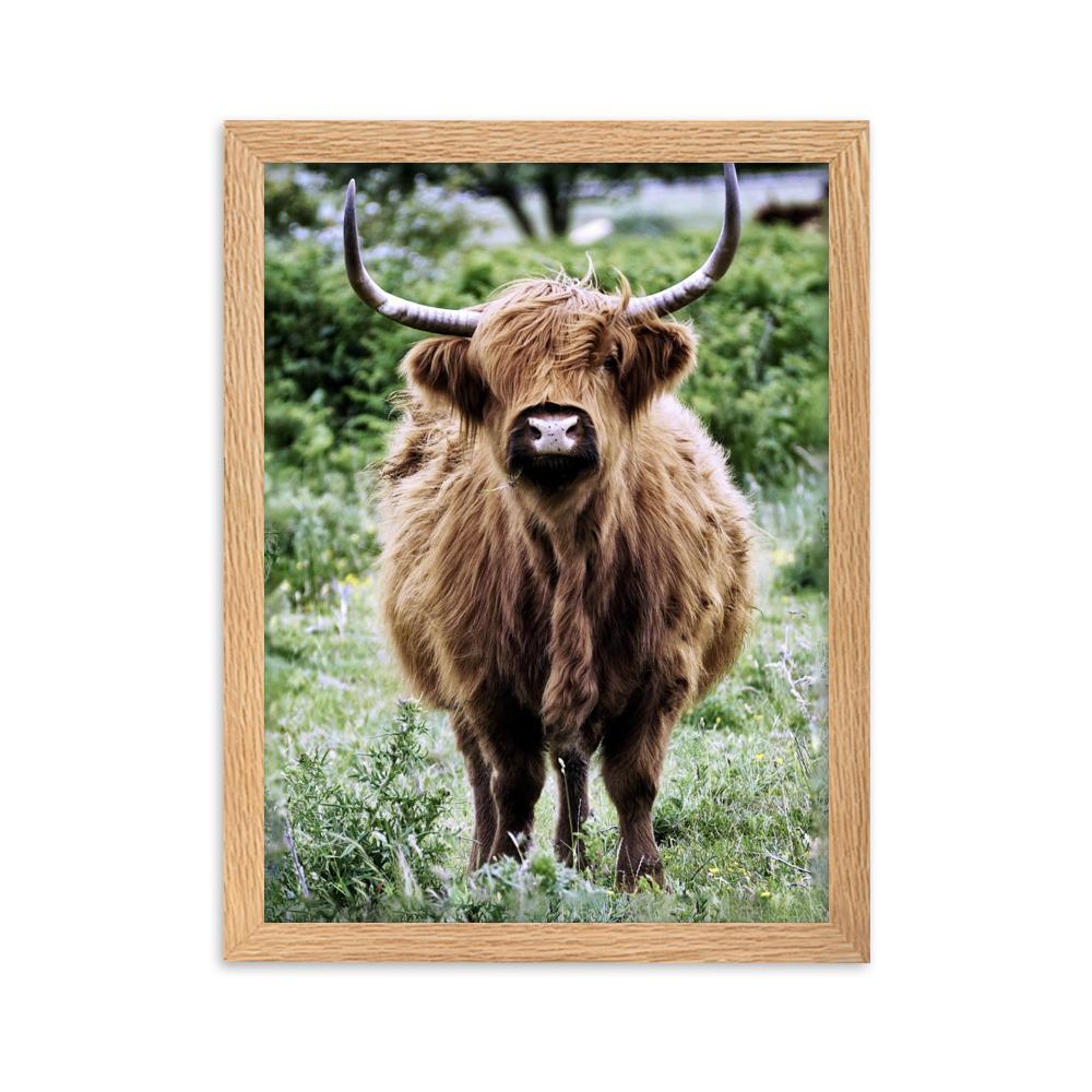 Highland cattle - Poster im Rahmen Oak / 30×40 cm artlia