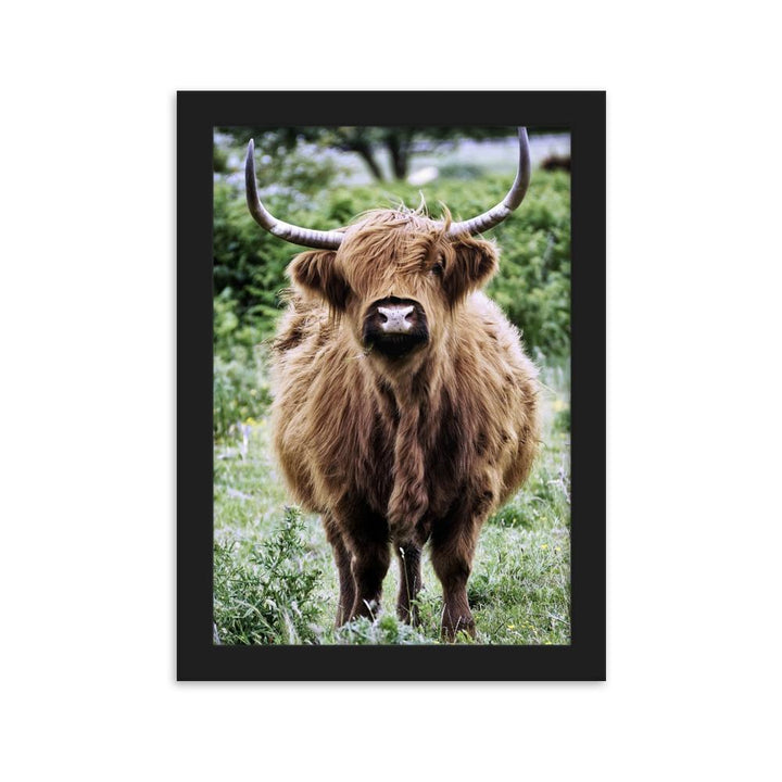 Highland cattle - Poster im Rahmen Schwarz / 21×30 cm artlia