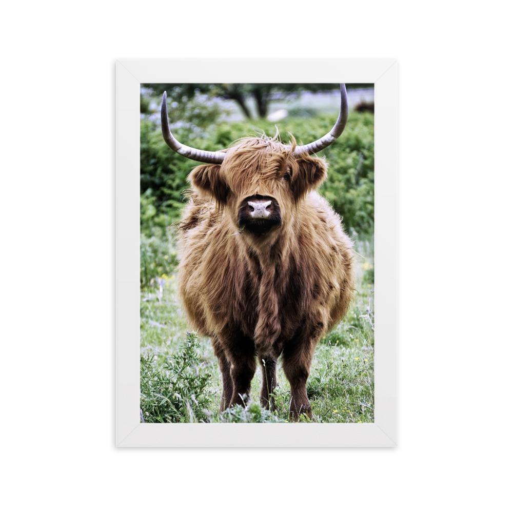 Highland cattle - Poster im Rahmen Weiß / 21×30 cm artlia