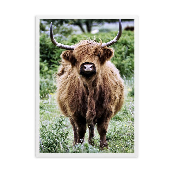 Highland cattle - Poster im Rahmen Weiß / 50×70 cm artlia