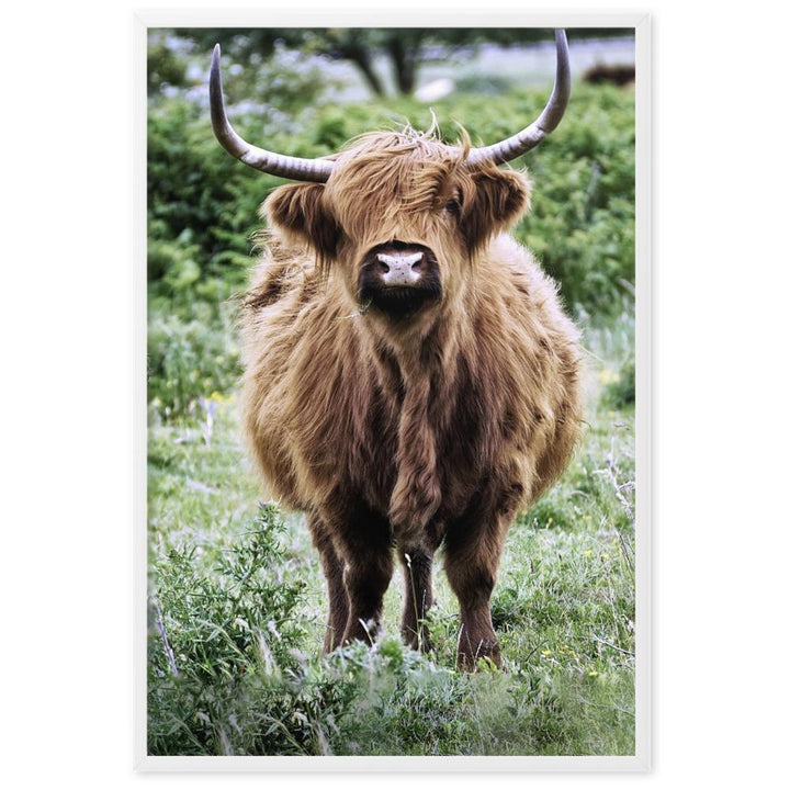 Highland cattle - Poster im Rahmen Weiß / 61×91 cm artlia