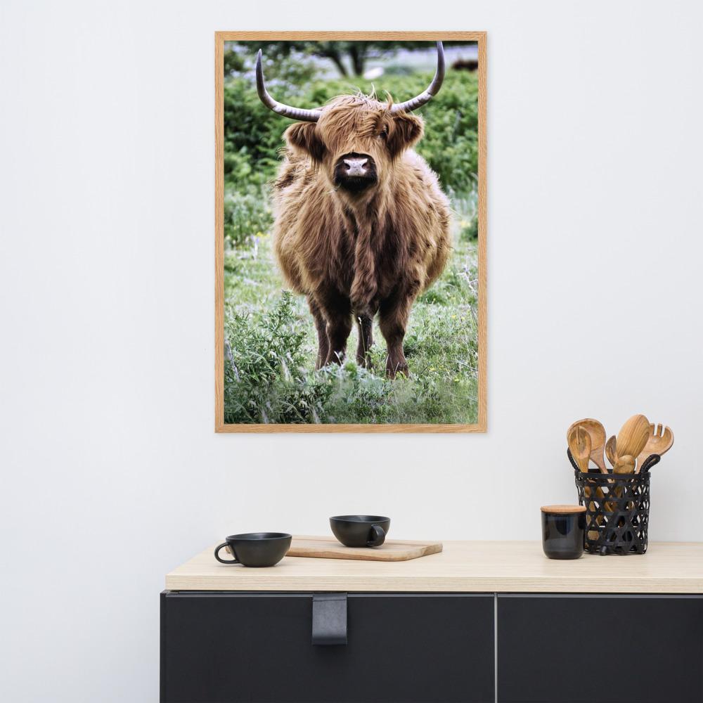 Highland cattle - Poster im Rahmen artlia