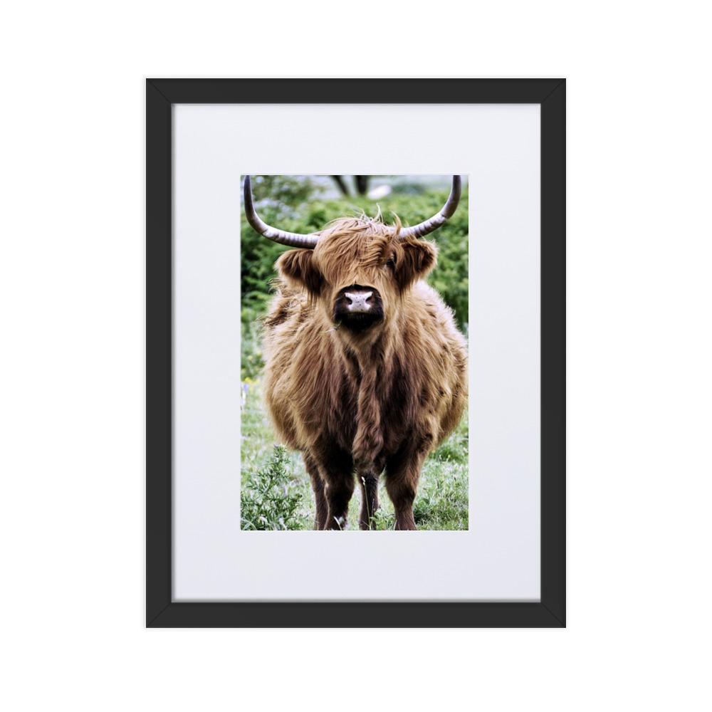 Highland cattle - Poster im Rahmen mit Passepartout Schwarz / 30×40 cm artlia