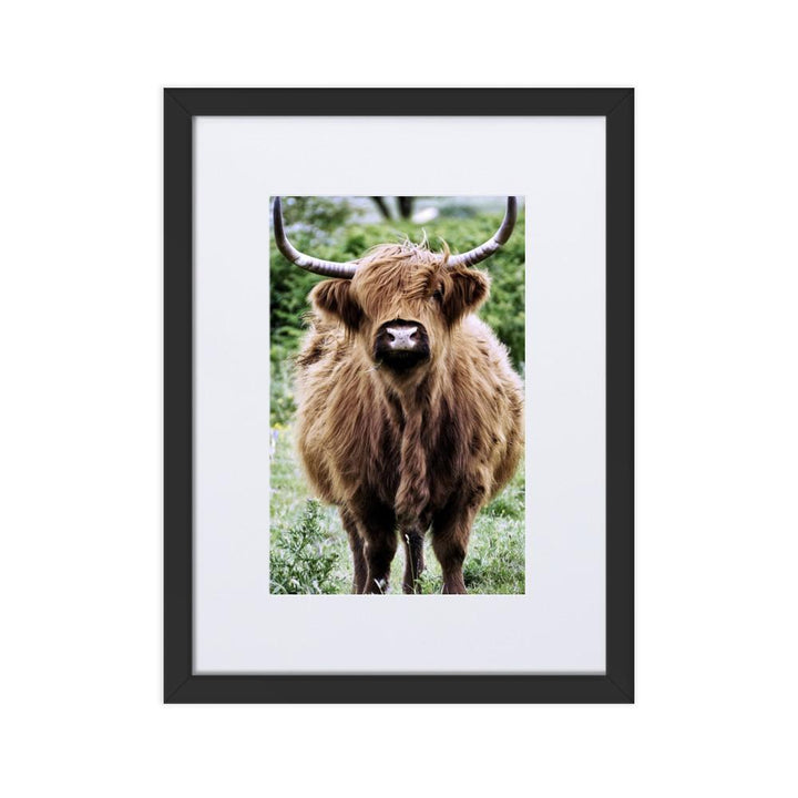 Highland cattle - Poster im Rahmen mit Passepartout Schwarz / 30×40 cm artlia