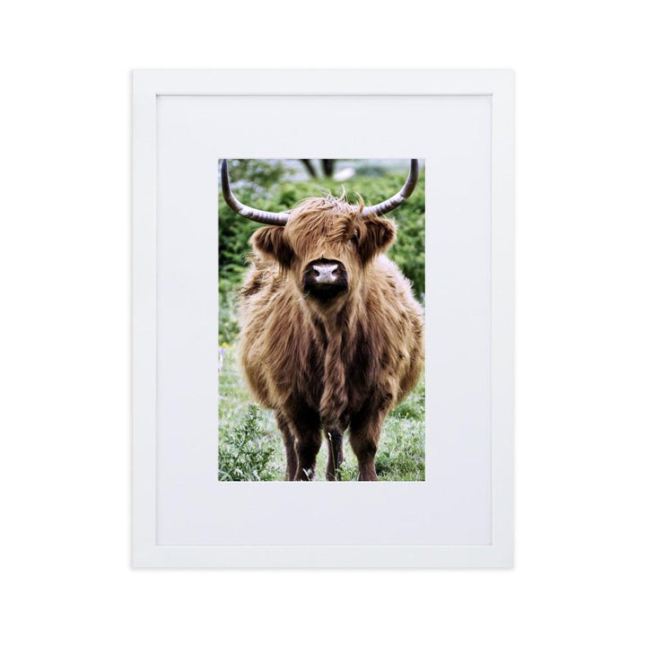 Highland cattle - Poster im Rahmen mit Passepartout Weiß / 30×40 cm artlia