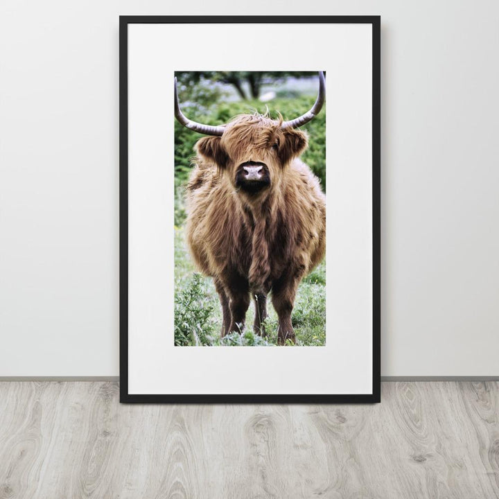Highland cattle - Poster im Rahmen mit Passepartout artlia