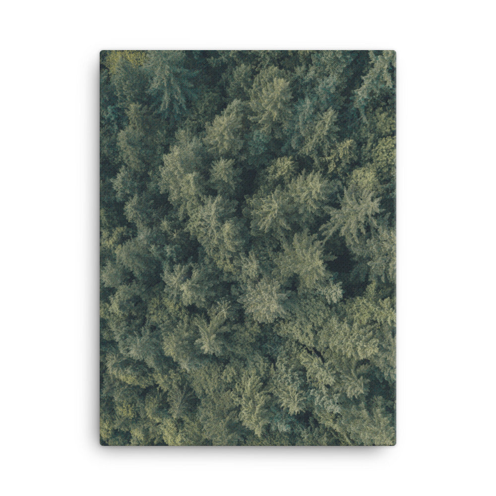Kiefernwald Pine Forest - Leinwand 30x41 cm artlia