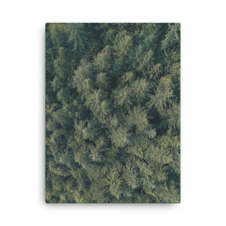 Kiefernwald Pine Forest - Leinwand 30x41 cm artlia