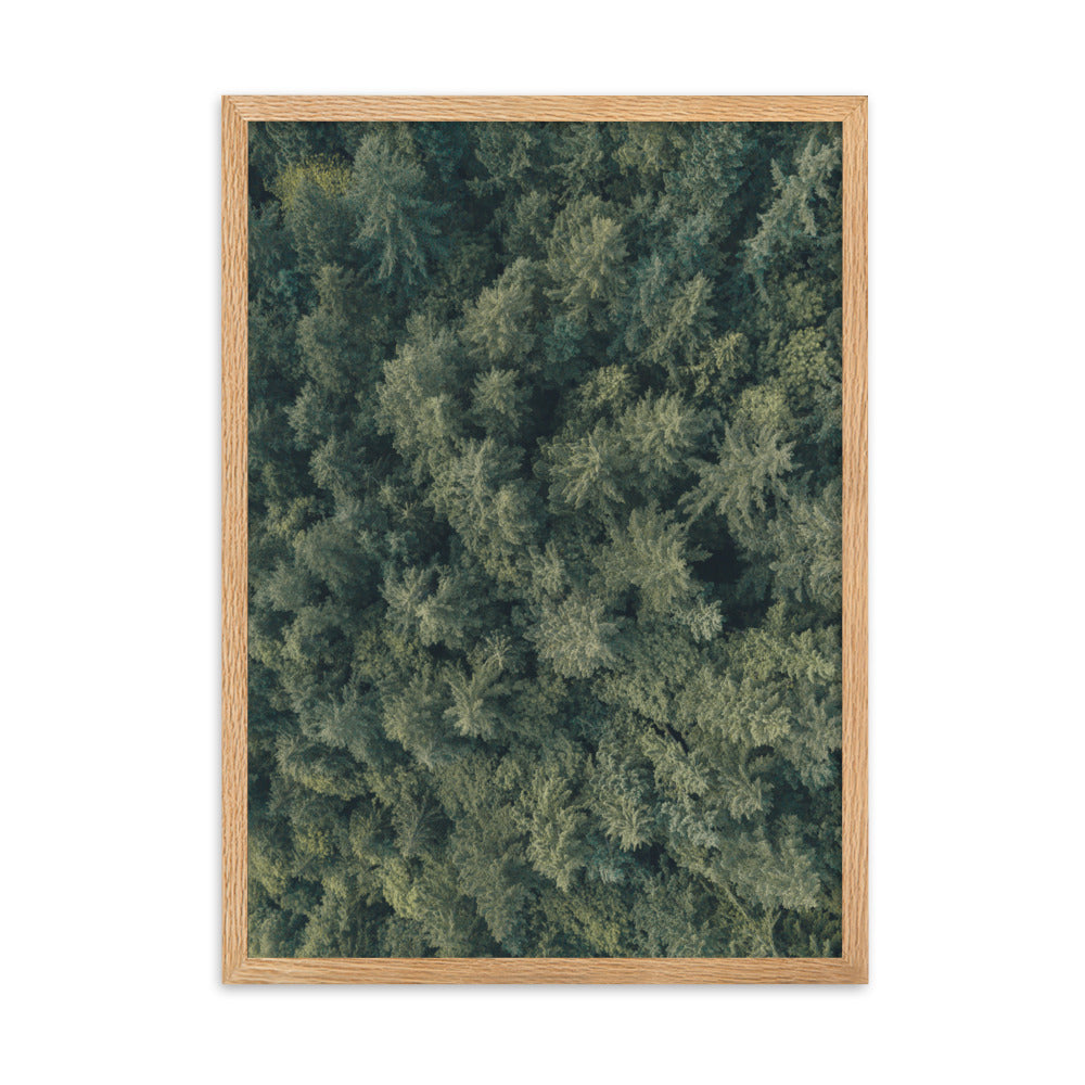 Kiefernwald Pine Forest - Poster im Rahmen Oak / 50×70 cm artlia