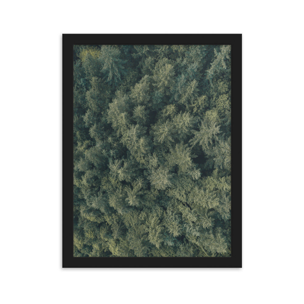 Kiefernwald Pine Forest - Poster im Rahmen Schwarz / 30×40 cm artlia