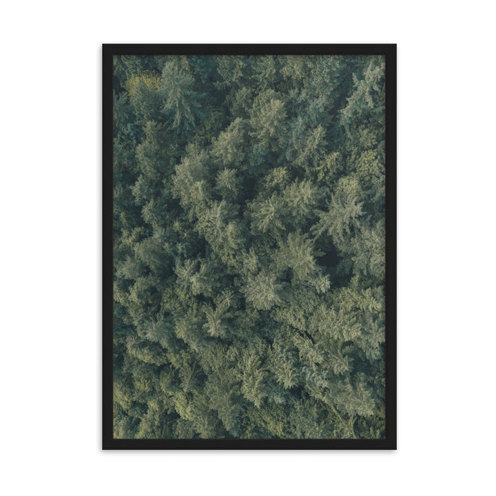 Kiefernwald Pine Forest - Poster im Rahmen Schwarz / 50×70 cm artlia