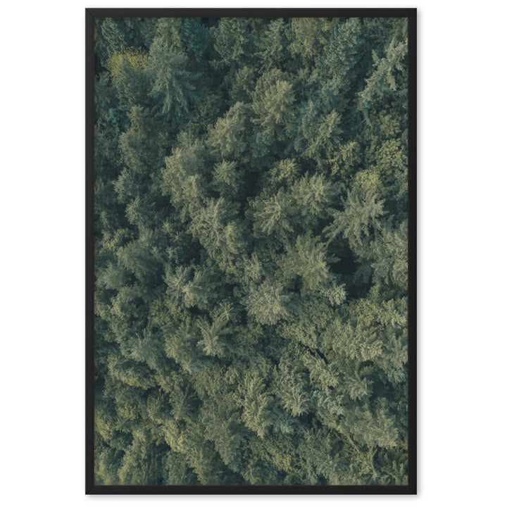 Kiefernwald Pine Forest - Poster im Rahmen Schwarz / 61×91 cm artlia