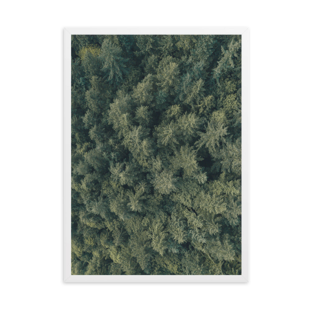 Kiefernwald Pine Forest - Poster im Rahmen Weiß / 50×70 cm artlia