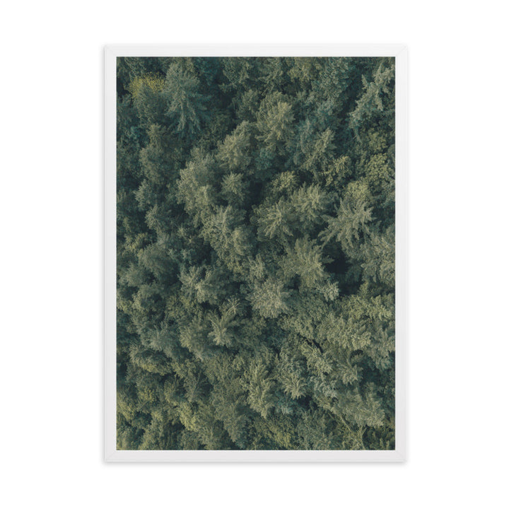 Kiefernwald Pine Forest - Poster im Rahmen Weiß / 50×70 cm artlia