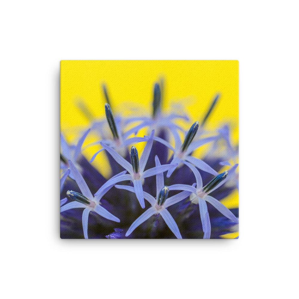 Kugeldiestel - Leinwand 30x30 cm artlia