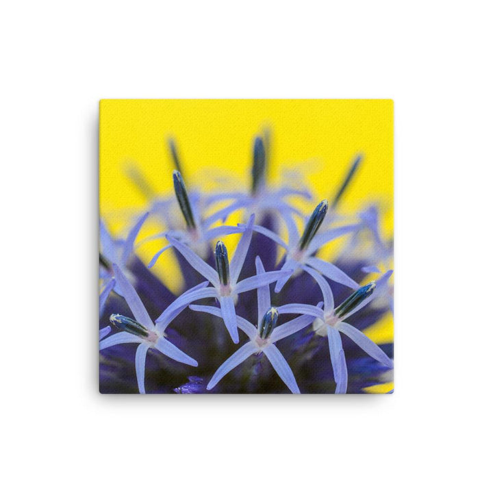 Kugeldiestel - Leinwand 30x30 cm artlia