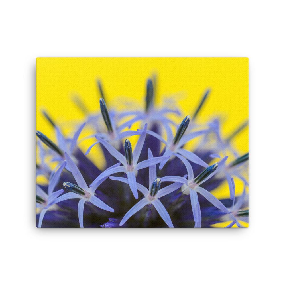 Kugeldiestel - Leinwand 30x41 cm artlia