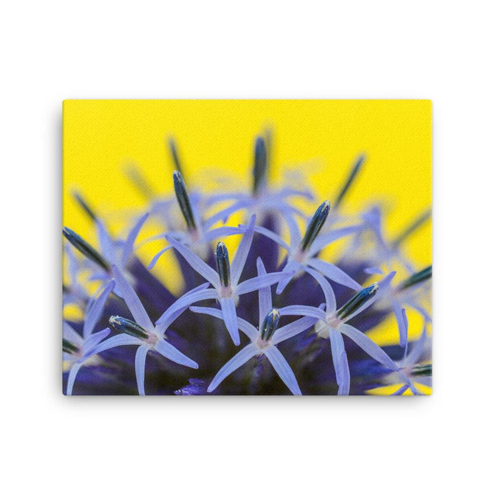 Kugeldiestel - Leinwand 30x41 cm artlia