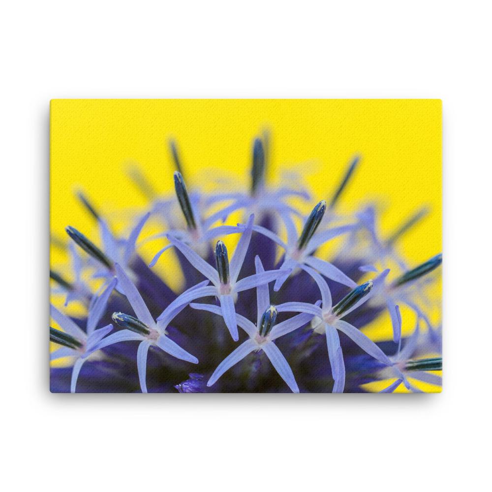 Kugeldiestel - Leinwand 46x61 cm artlia