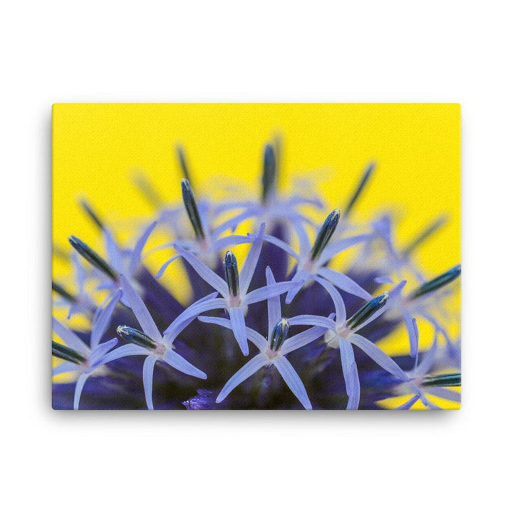 Kugeldiestel - Leinwand 46x61 cm artlia