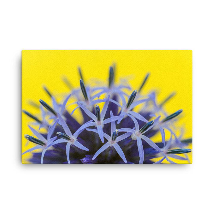 Kugeldiestel - Leinwand 61x91 cm artlia