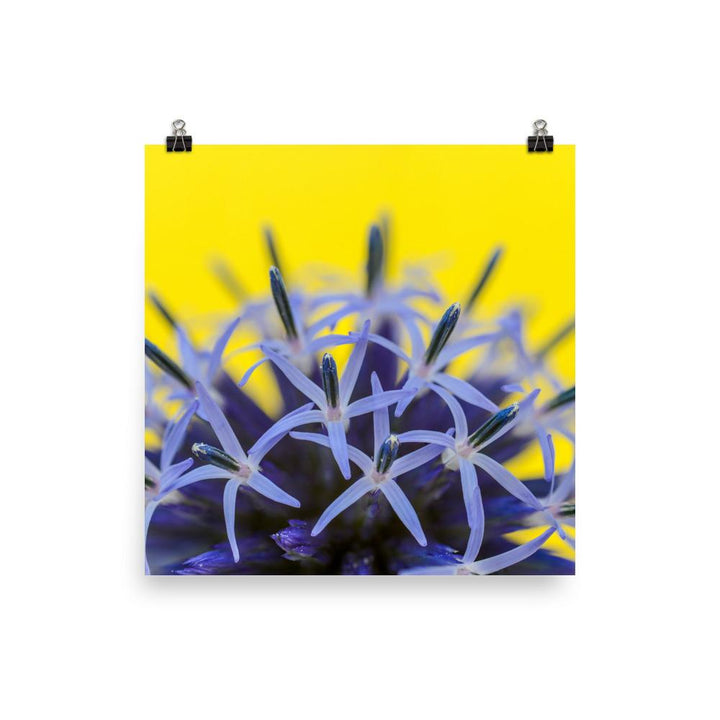 Kugeldiestel - Poster 25x25 cm artlia